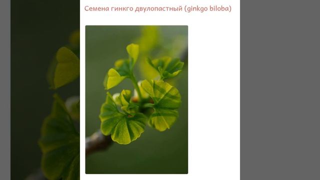 Гинкго двулопастный (ginkgo biloba) смотреть онлайн