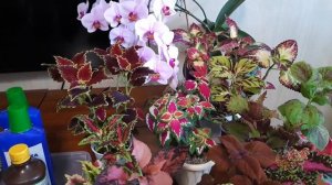 Колеусы. Уход, полив, удобрения в зимний период.