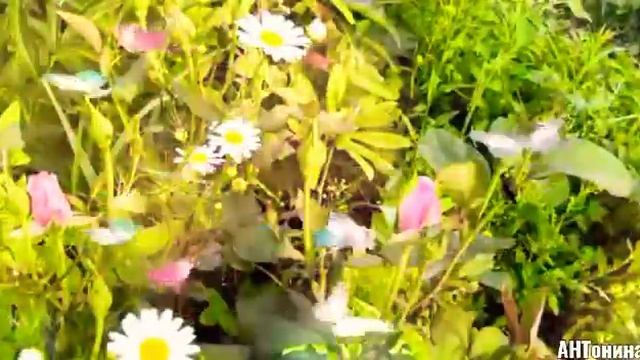 Вальс бабочек. Игорь Двуреченский смотреть онлайн