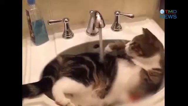 Лапочки:) смотреть онлайн