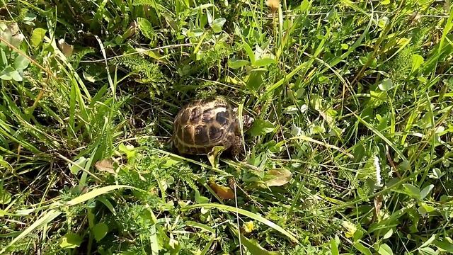 прогулка черепахи летом смотреть онлайн