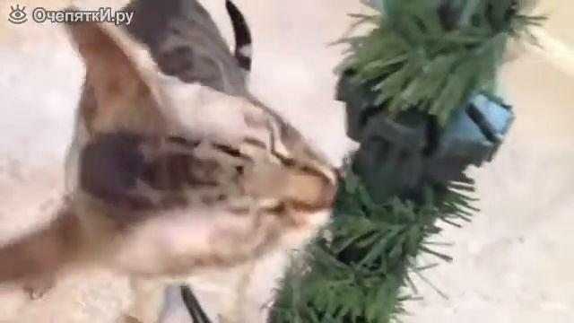 Кошки экстремалы смотреть онлайн