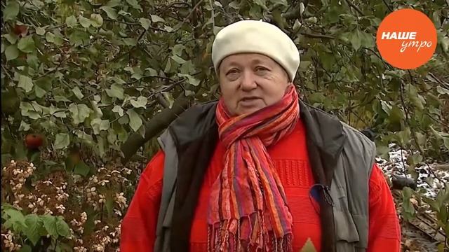 Садовые истории: Саженцы черешни смотреть онлайн