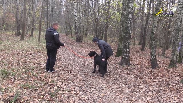 Помехи резинкой, при отработке команды рядом смотреть онлайн