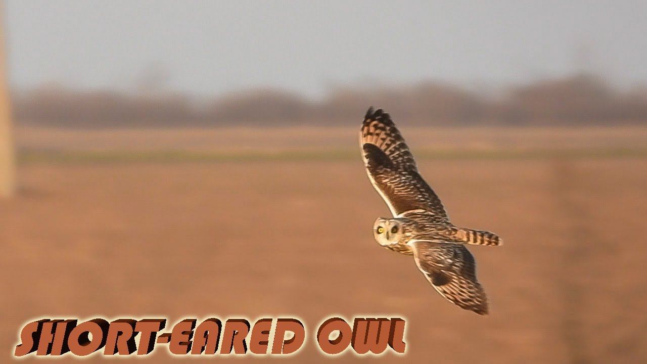 Болотная Сова ловит мышей, а Заяц отвлекает...)) смотреть онлайн