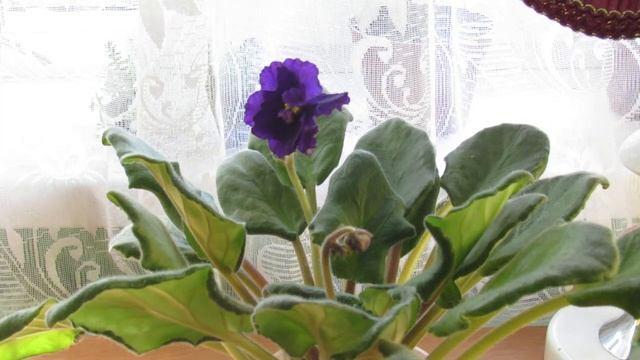 СМЕТАТЬ С ФИАЛКИ ПЫЛЬ КИСТОЧКОЙ НЕЛЬЗЯ !!! ОДНОЗНАЧНО! смотреть онлайн