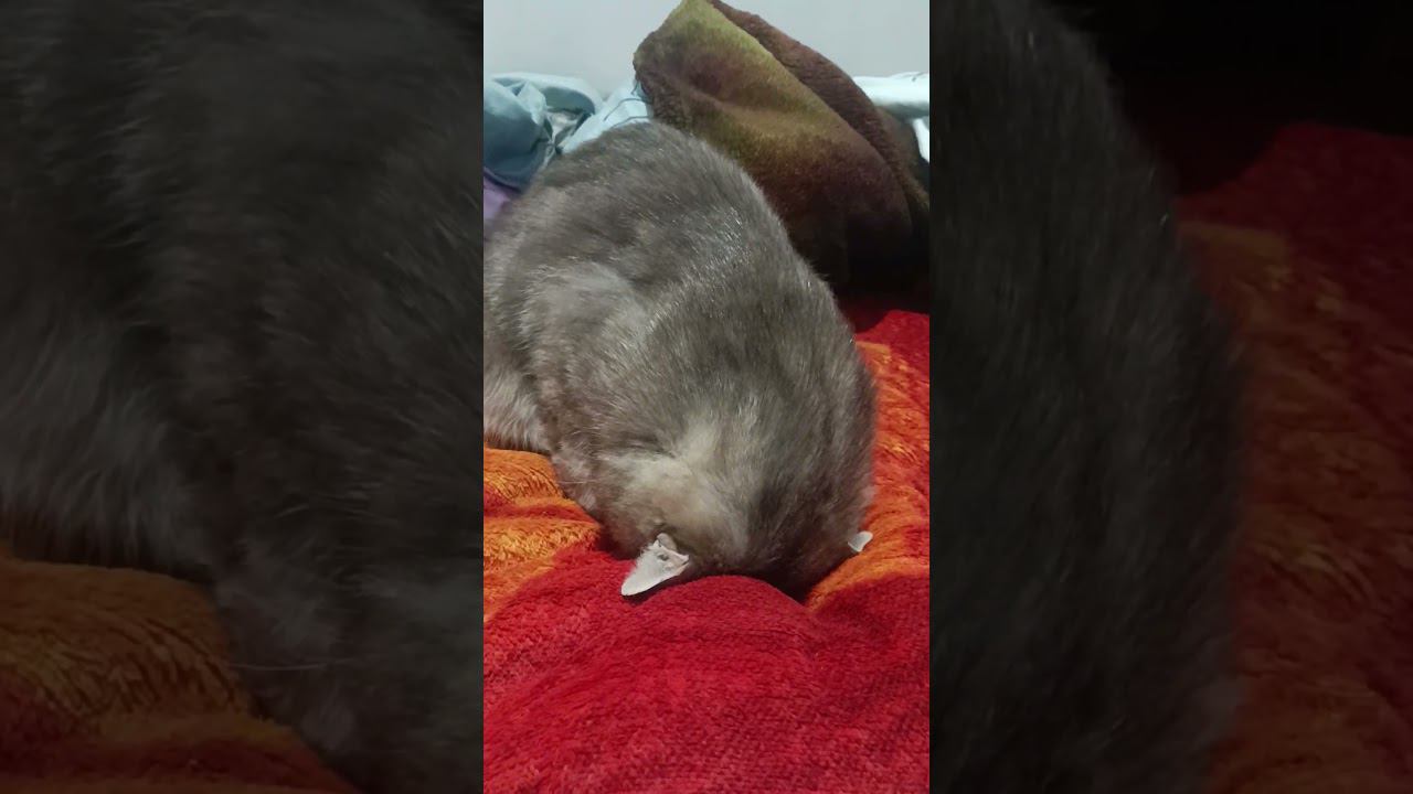 Кошак головой уткнулся в кровать смотреть онлайн