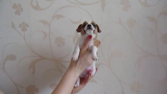 ЦЕНЫ на щенков породы Чихуахуа / Питомник собак породы ЧИХУ хуа мини МАРИ МИСТИК (10 щенков с мини) смотреть онлайн
