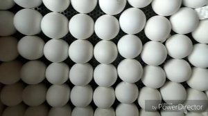 Инкубатор OVO  78 /Крутой очень довольна 4 мая 2018 г.