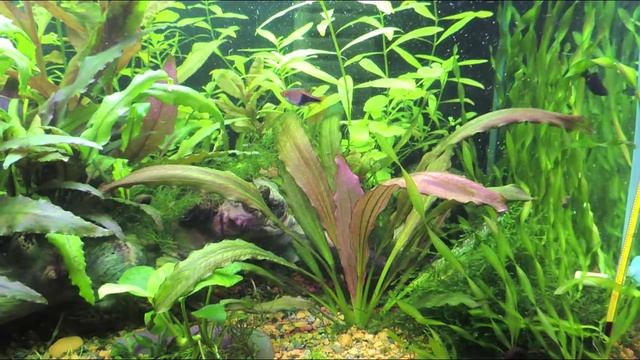 Эхинодорус "Красный Дьявол"(Echinodorus "Red Devil") смотреть онлайн