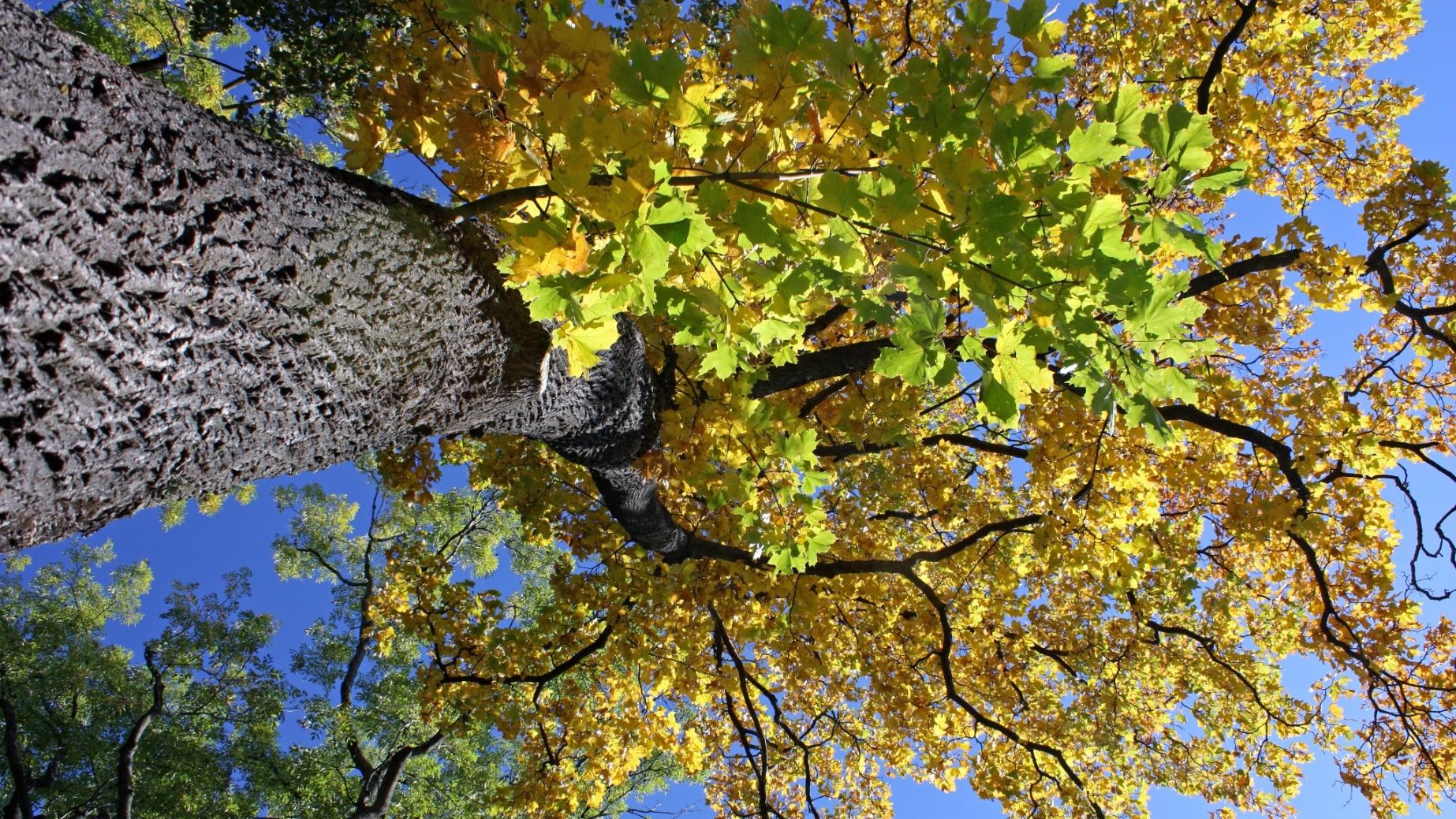 Первое золото осени. Старинный парк в жилом квартале Санкт-Петербурга смотреть онлайн