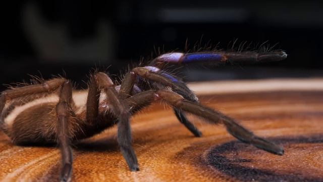 MUST HAVE Tarantulas - YOU Need These BIG Spiders! смотреть онлайн