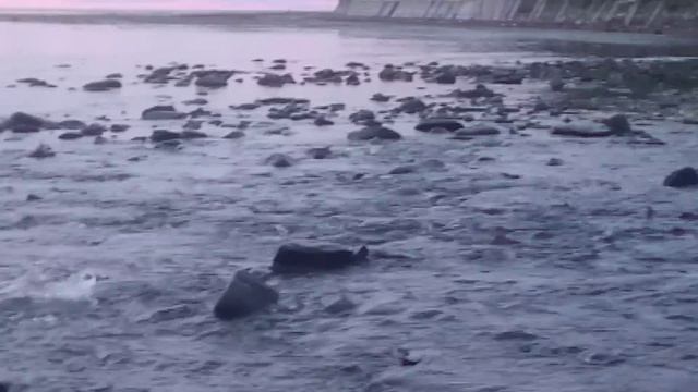 Кета идёт на нерест на Сахалине, река Сокольники, посёлок Заветы Ильича, Невельский городской округ смотреть онлайн