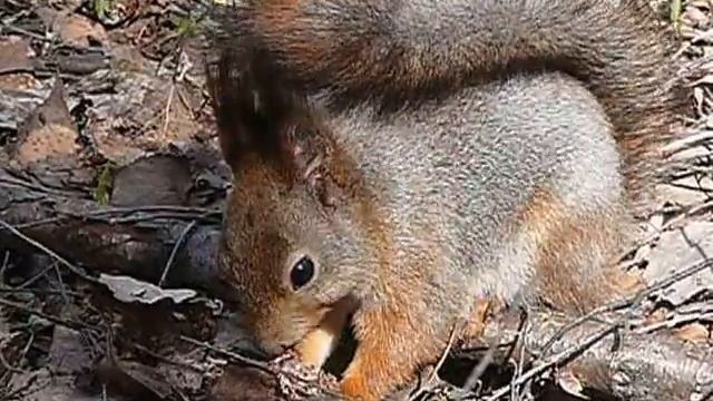 Обыкновенная белка (Sciurus vulgaris) смотреть онлайн