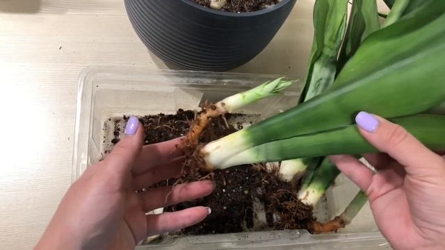 СПАСАЮ свои САНСЕВИЕРИИ. Пересадка Сансевиерий￼