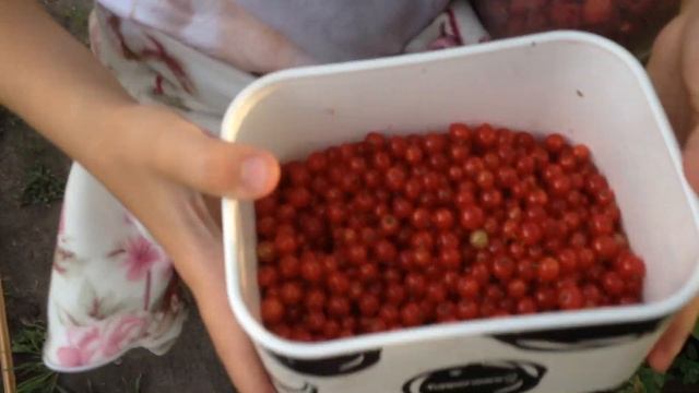 Наш сад, конец июня 2019 смотреть онлайн