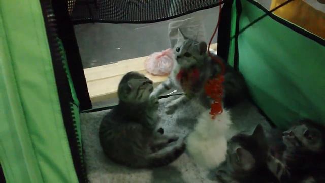 Выставка котов. Котятки играют смотреть онлайн