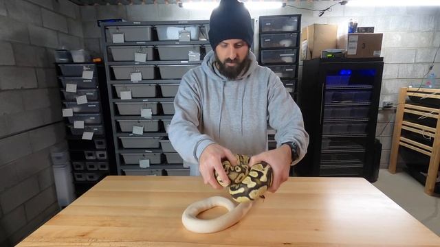 SNEAK PEEK #8 into the Ball Python breeding season 2020-2021! Ivory Leopard and Yellowbelly! смотреть онлайн