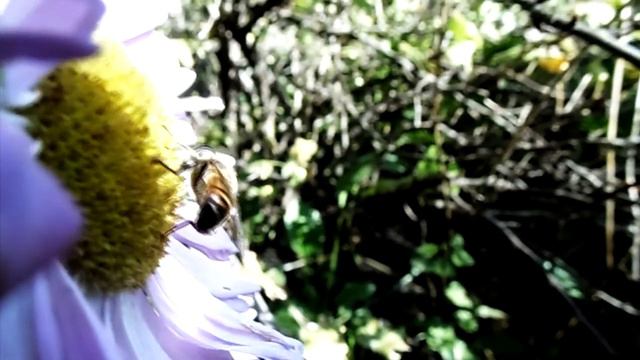 хризантемы смотреть онлайн