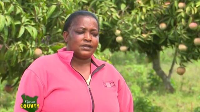 Mango fruit farming reviving agribusiness in Makueni county - Eye on County part 1 смотреть онлайн