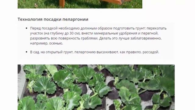 Пеларгония в саду, посадка и уход смотреть онлайн