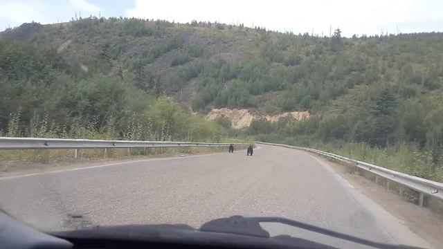 Медведи на трассе Ванино-Лидога смотреть онлайн