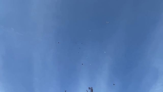 Что бы голуби не хрипели нужно... Профилактика хрипоты у голубей смотреть онлайн