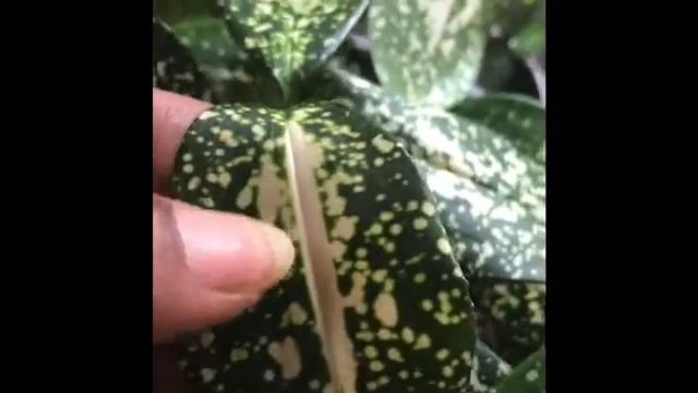 The Gold Dust Dracaena Plant смотреть онлайн
