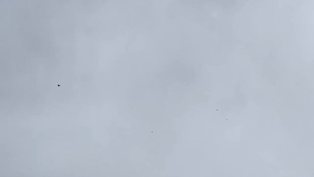 Baku 2023 Pigeon Baku широкохвостые и классические Бакинцы Bakina Tauben Baku 2023