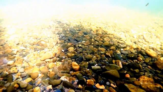 Хариус под водой смотреть онлайн