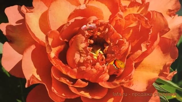 Пион ито Коппер Кеттл (paeonia copper kettle) ? обзор: как сажать, саженцы пиона Коппер Кеттл смотреть онлайн
