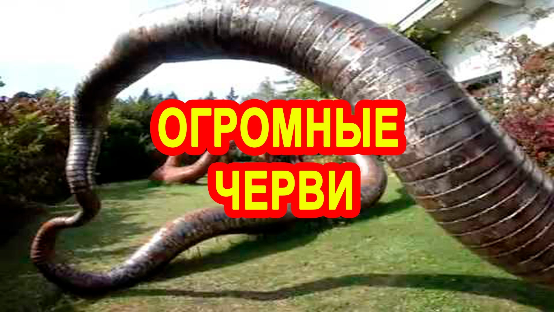 Гигантские черви, которые действительно существуют. смотреть онлайн