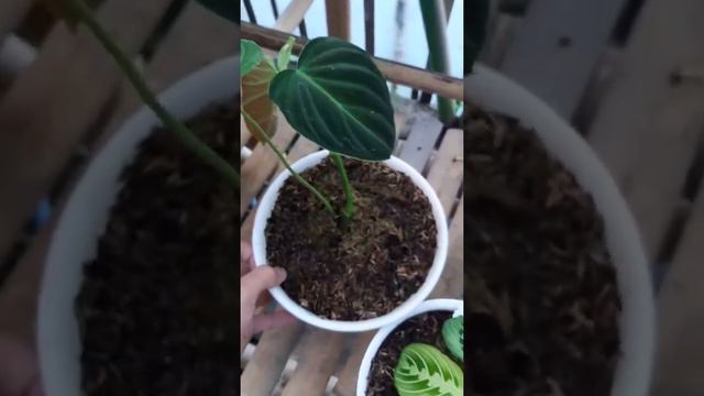 Review Keindahan Philodendron Spendid ( Verrucosum X Melanochrysum ) смотреть онлайн