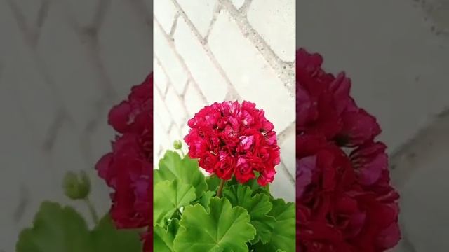 Пеларгония сорт Monseruds Rosen смотреть онлайн