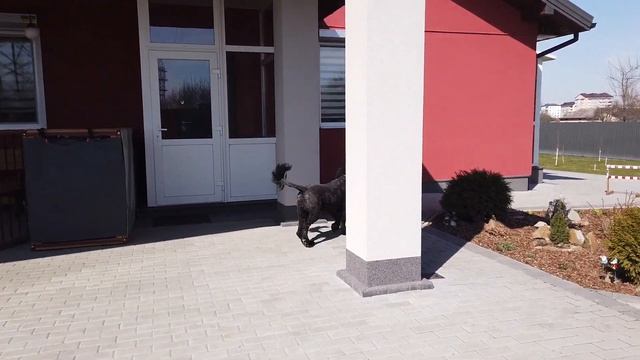 Тренируем выдержку у русского черного терьера смотреть онлайн