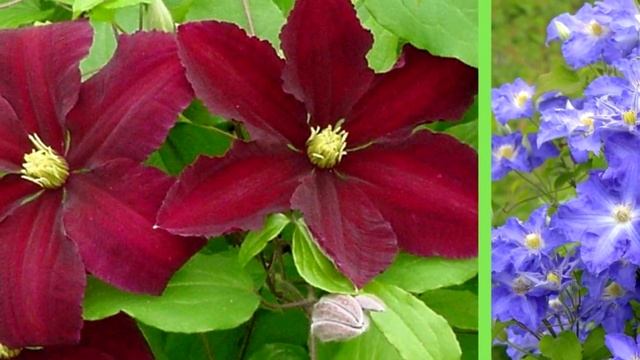 3 садовых долгожителя. Красивые и неприхотливые – они надолго украсят ваш сад смотреть онлайн