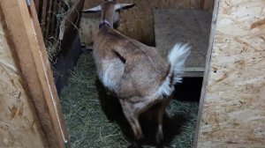 Что делать у козы встал рубец?