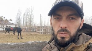 В каком возрасте нужно объезжать лошадь?