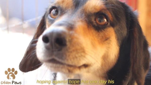 A Lost Dog's Reaction to His Owner's Voice Would Make Anyone Weep! смотреть онлайн