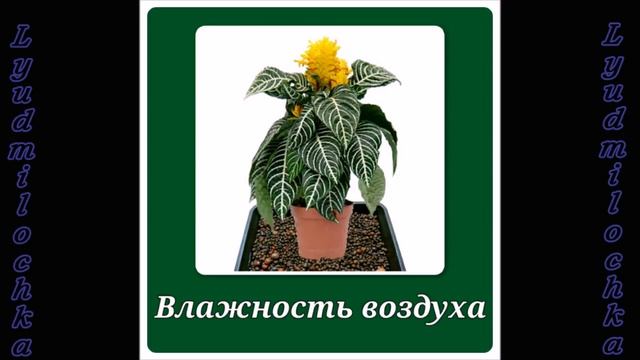 Афеландра. Уход в домашних условиях смотреть онлайн