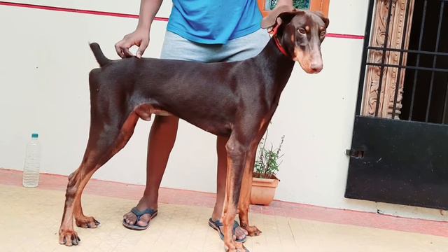 1 Year Old American Doberman Pinscher смотреть онлайн
