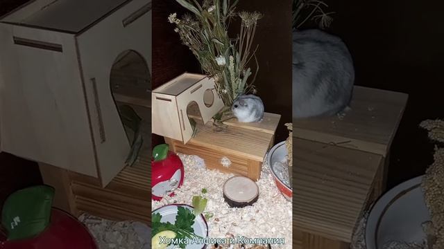 Карликовый хомячок Красавчик смотреть онлайн