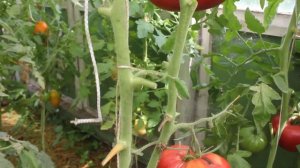 Сорт -"ВИННЫЙ БОЛГАРСКИЙ ВЕЛИКАН". Томаты от Фёдора.