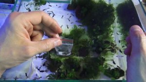 СУПЕР  МЕТОД выведения ДАФНИИ из ЯИЦ(эфиппий).