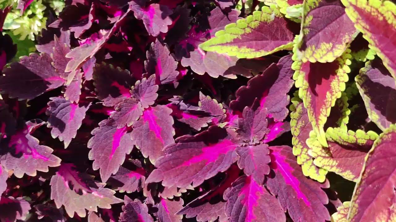 Бомбическая красота колеуса в саду. Яркий однолетник для клумбы и кашпо. Где купить черенки колеусов смотреть онлайн
