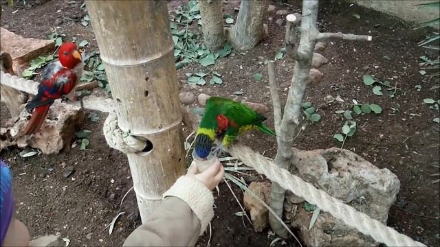 Влог Библейский зоопарк в Иерусалиме кормим наглых попугаев Vlog Biblical Zoo смотреть онлайн