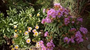 Лагерстремия Filli