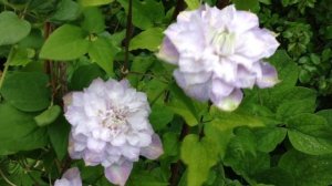 ВЕРОНИКА ЧОЙС --  редкой красоты клематис!!! Не хочет обильно цвести, но все равно в любимчиках!!!