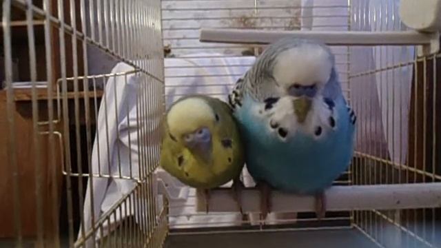 Волнистый попугай наглеет и не даёт свободного места смотреть онлайн