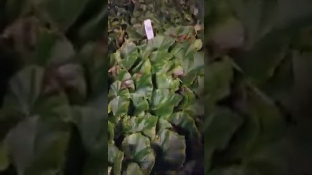 3.11.2019. Пришла поставка пеларгонии и бегонии смотреть онлайн